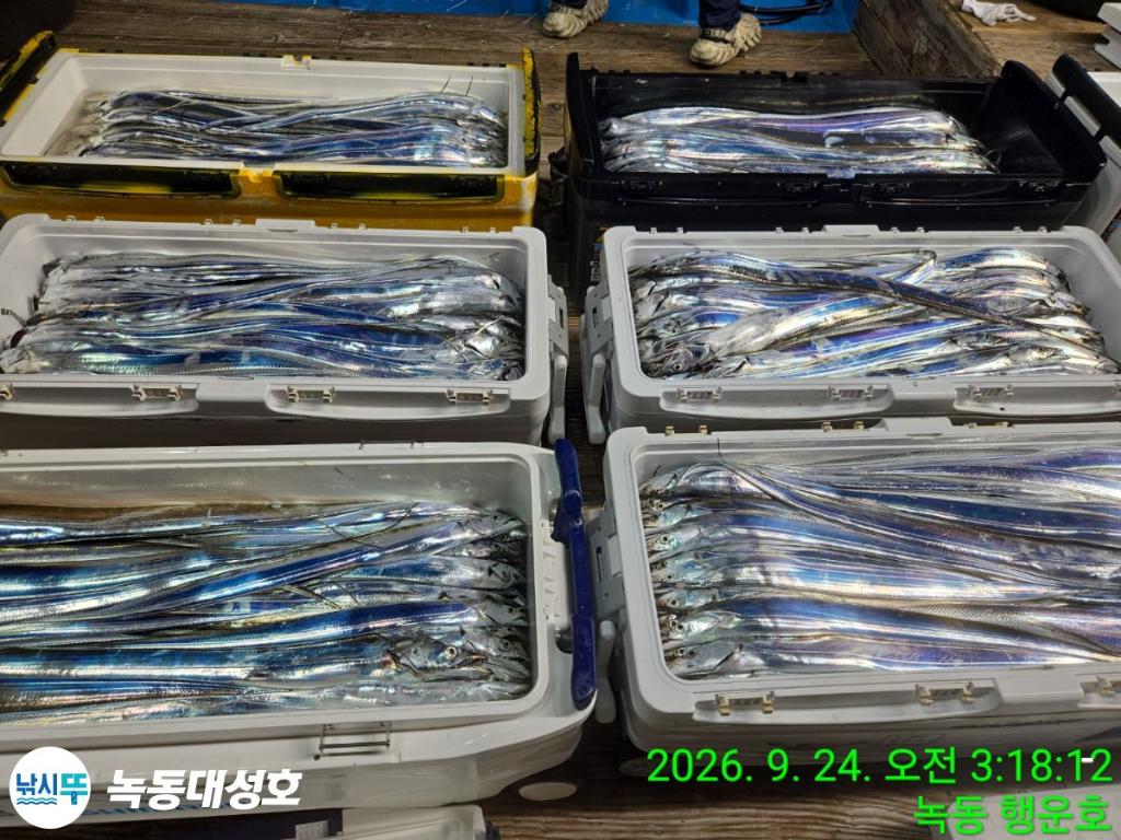 낚시뚜,갈치,녹동항,녹동대성호,낚시뚜9