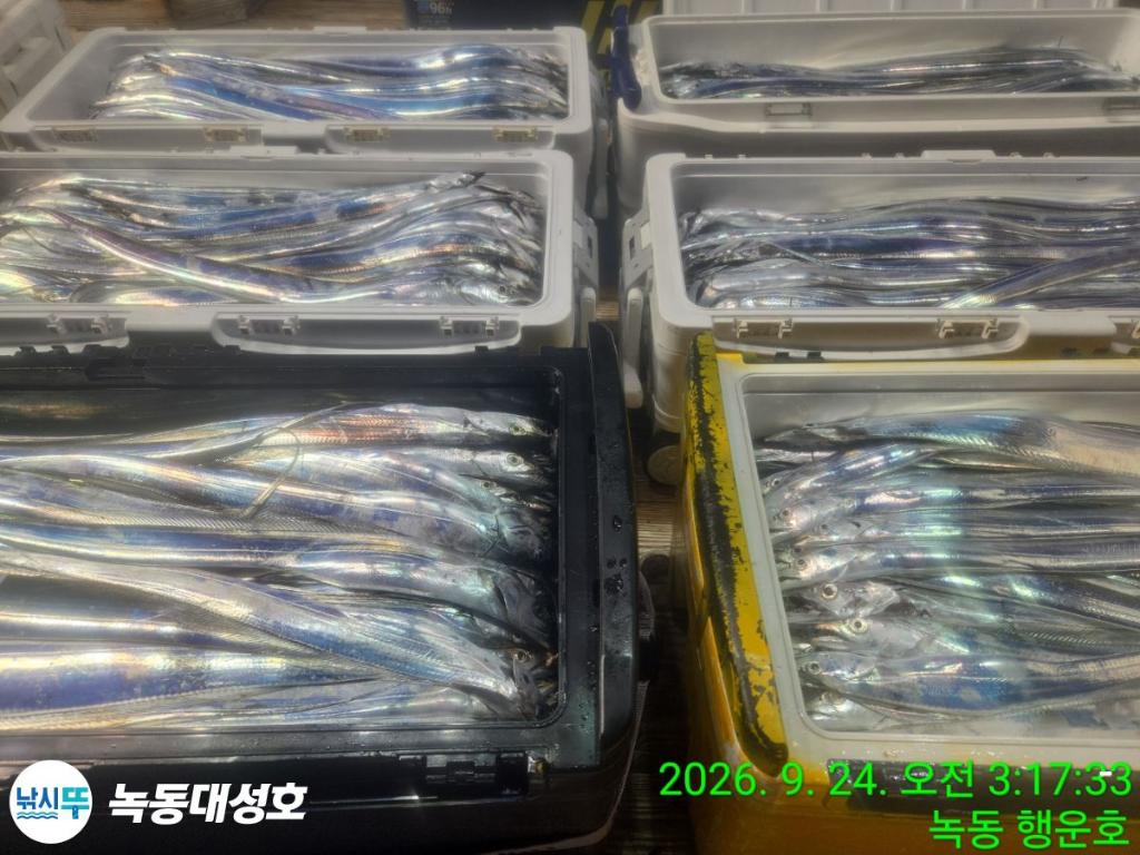 낚시뚜,갈치,녹동항,녹동대성호,낚시뚜8