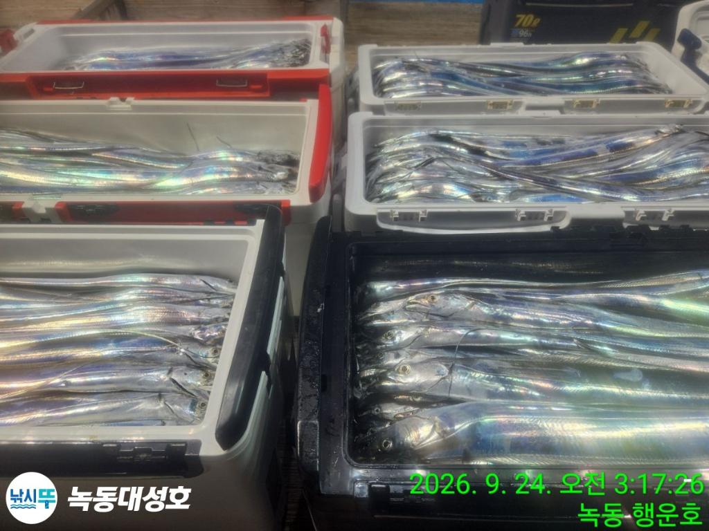 낚시뚜,갈치,녹동항,녹동대성호,낚시뚜7