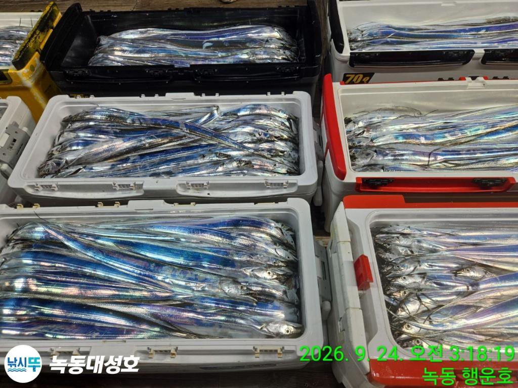 낚시뚜,갈치,녹동항,녹동대성호,낚시뚜6