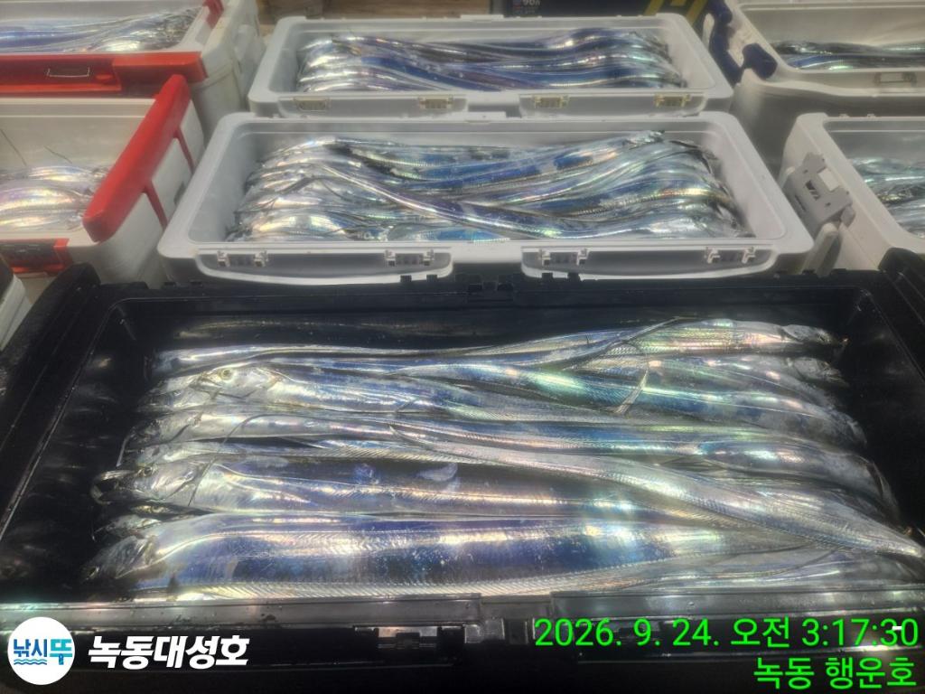 낚시뚜,갈치,녹동항,녹동대성호,낚시뚜4