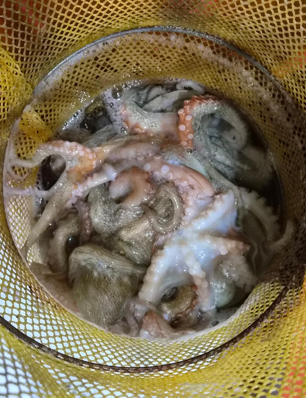 낚시뚜,돌문어,포항여남항,포항포시즌호,낚시뚜12