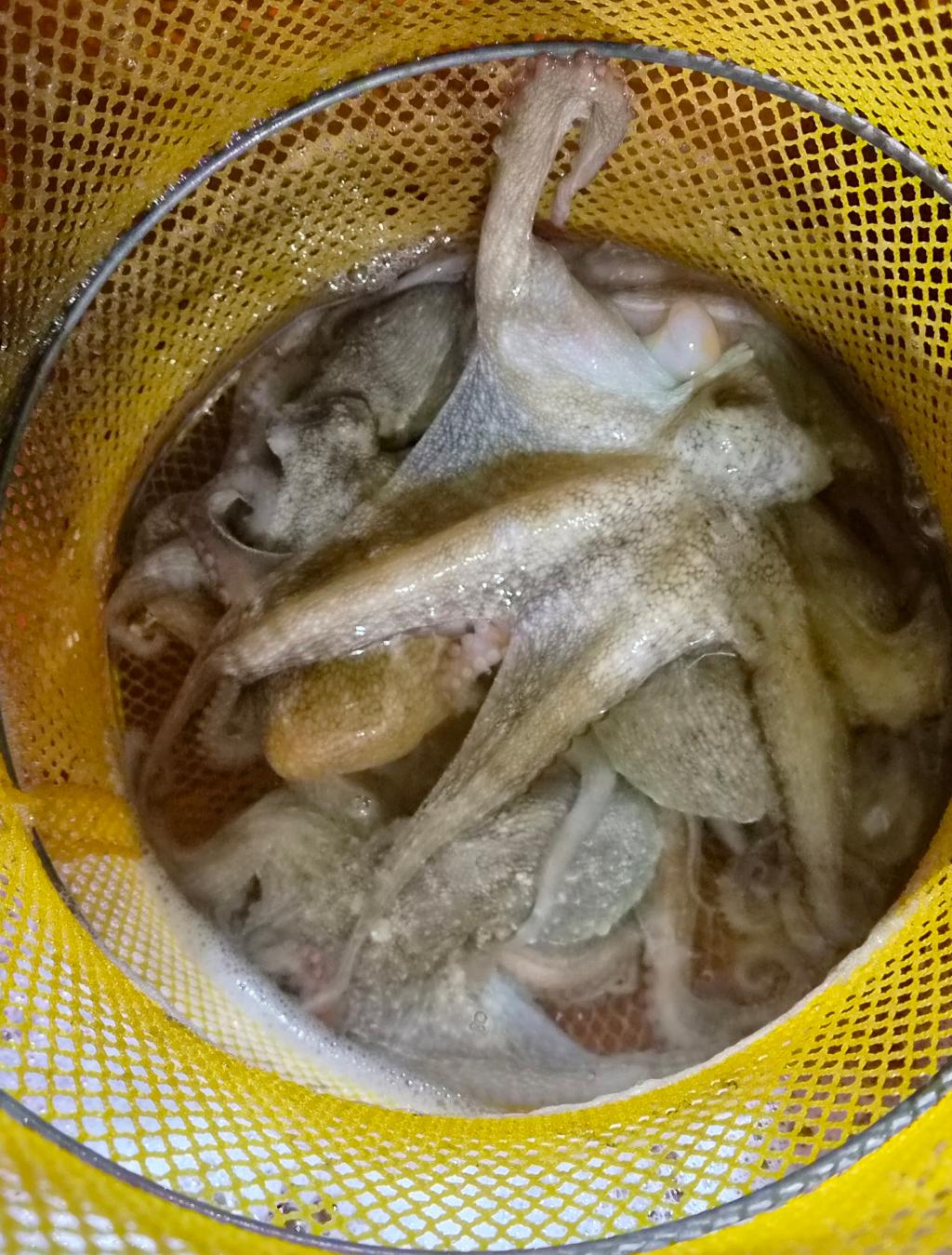 낚시뚜,돌문어,포항여남항,포항포시즌호,낚시뚜11