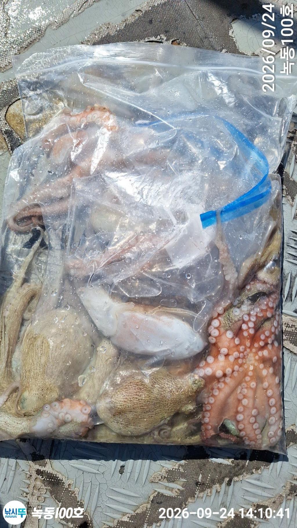 낚시뚜,갑오징어,돌문어,녹동항,녹동100호,낚시뚜21