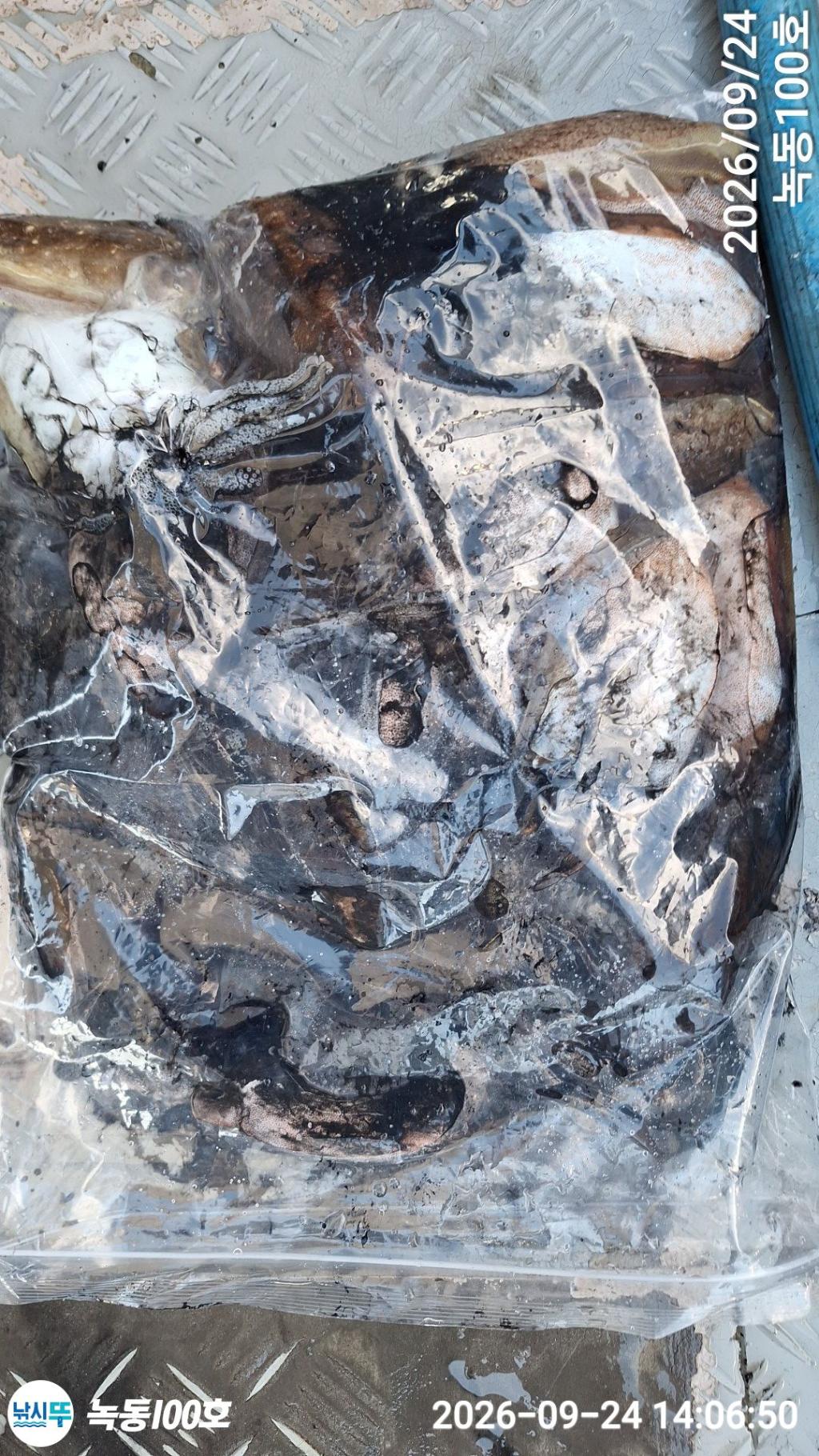 낚시뚜,갑오징어,돌문어,녹동항,녹동100호,낚시뚜20