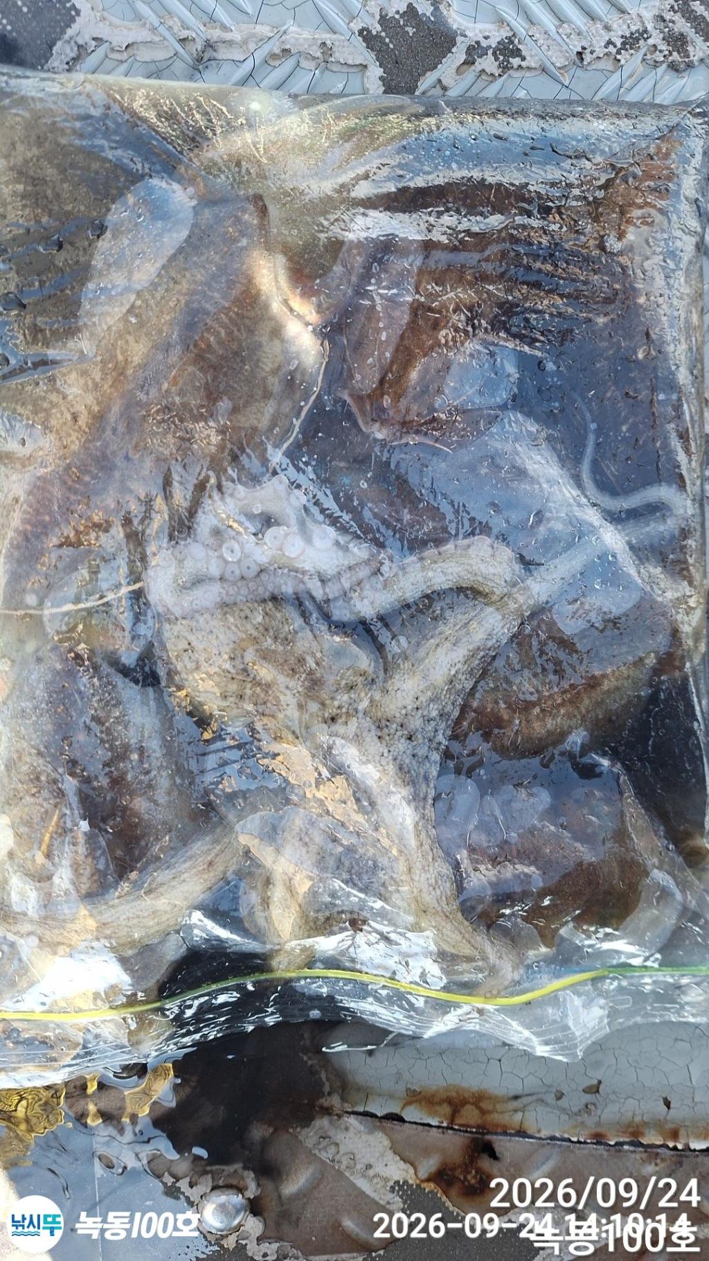 낚시뚜,갑오징어,돌문어,녹동항,녹동100호,낚시뚜4
