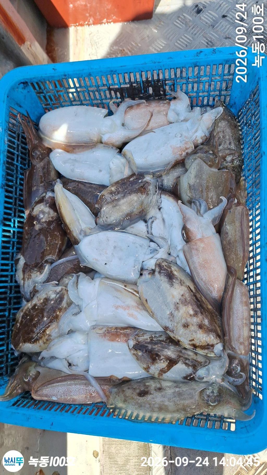 낚시뚜,갑오징어,돌문어,녹동항,녹동100호,낚시뚜3