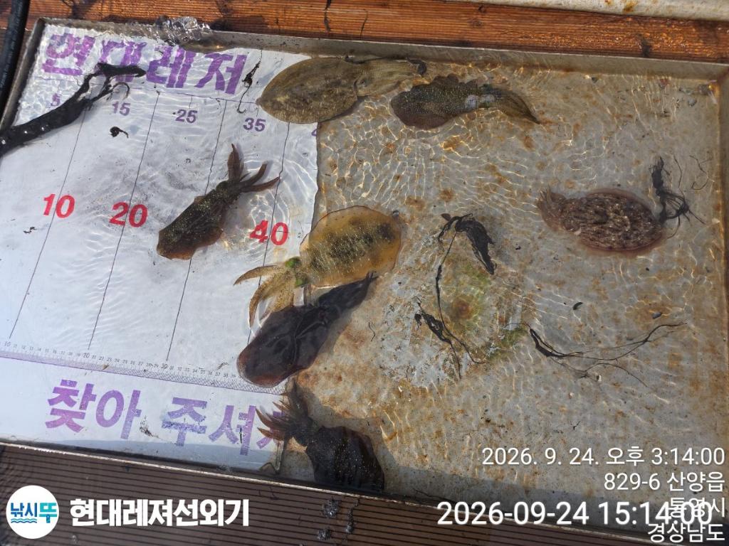 낚시뚜,감성돔,갑오징어,참돔,풍화상장마을,통영 현대레져선외기,낚시뚜6