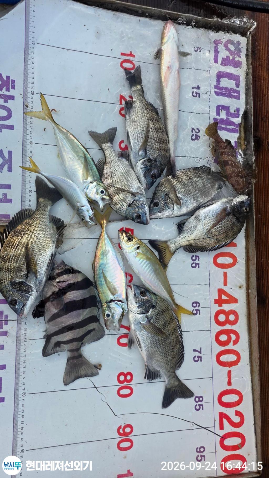 낚시뚜,감성돔,갑오징어,참돔,풍화상장마을,통영 현대레져선외기,낚시뚜2