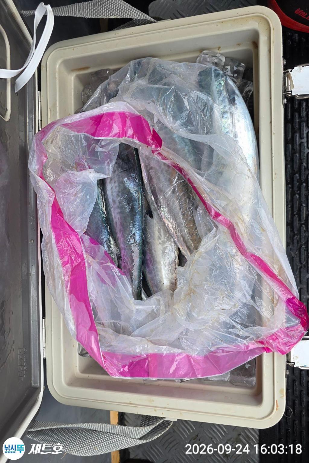 낚시뚜,삼치,방어,영일만항,포항 제트호,낚시뚜23