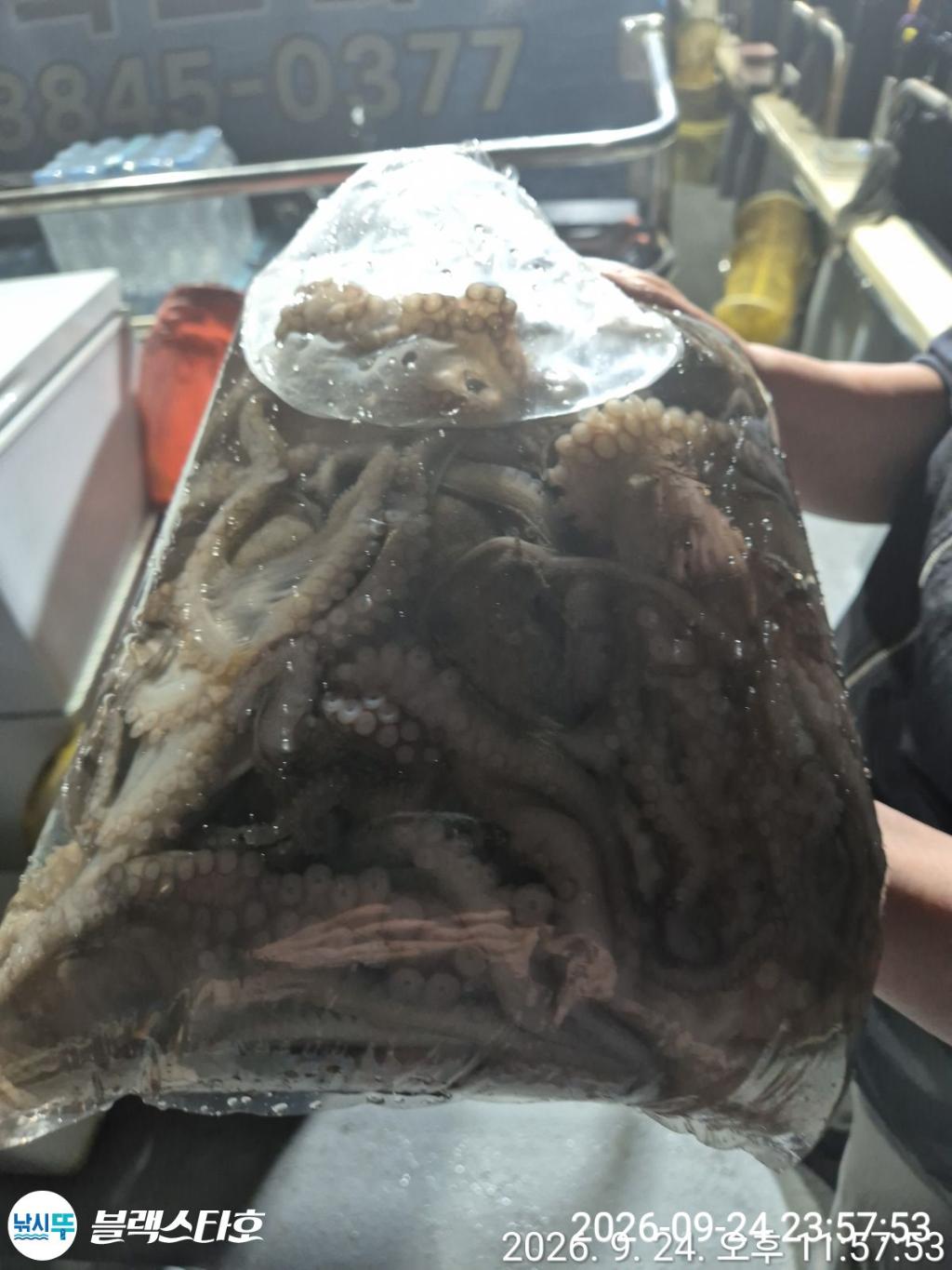 낚시뚜,돌문어,삼천포 팔포항,삼천포 블랙스타,낚시뚜11