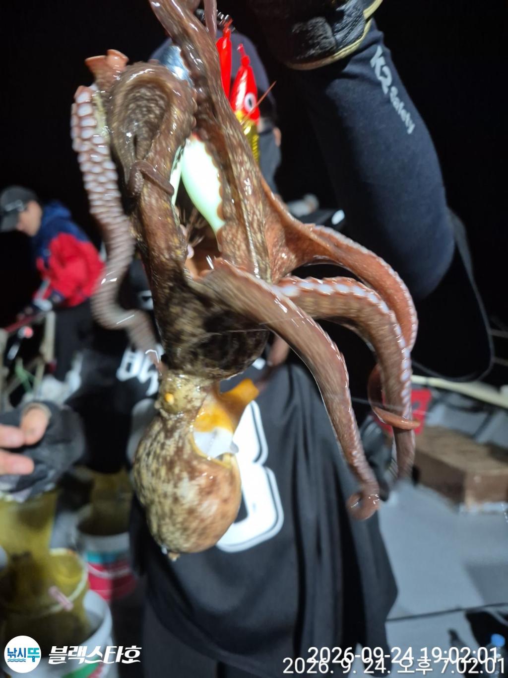 낚시뚜,돌문어,삼천포 팔포항,삼천포 블랙스타,낚시뚜3