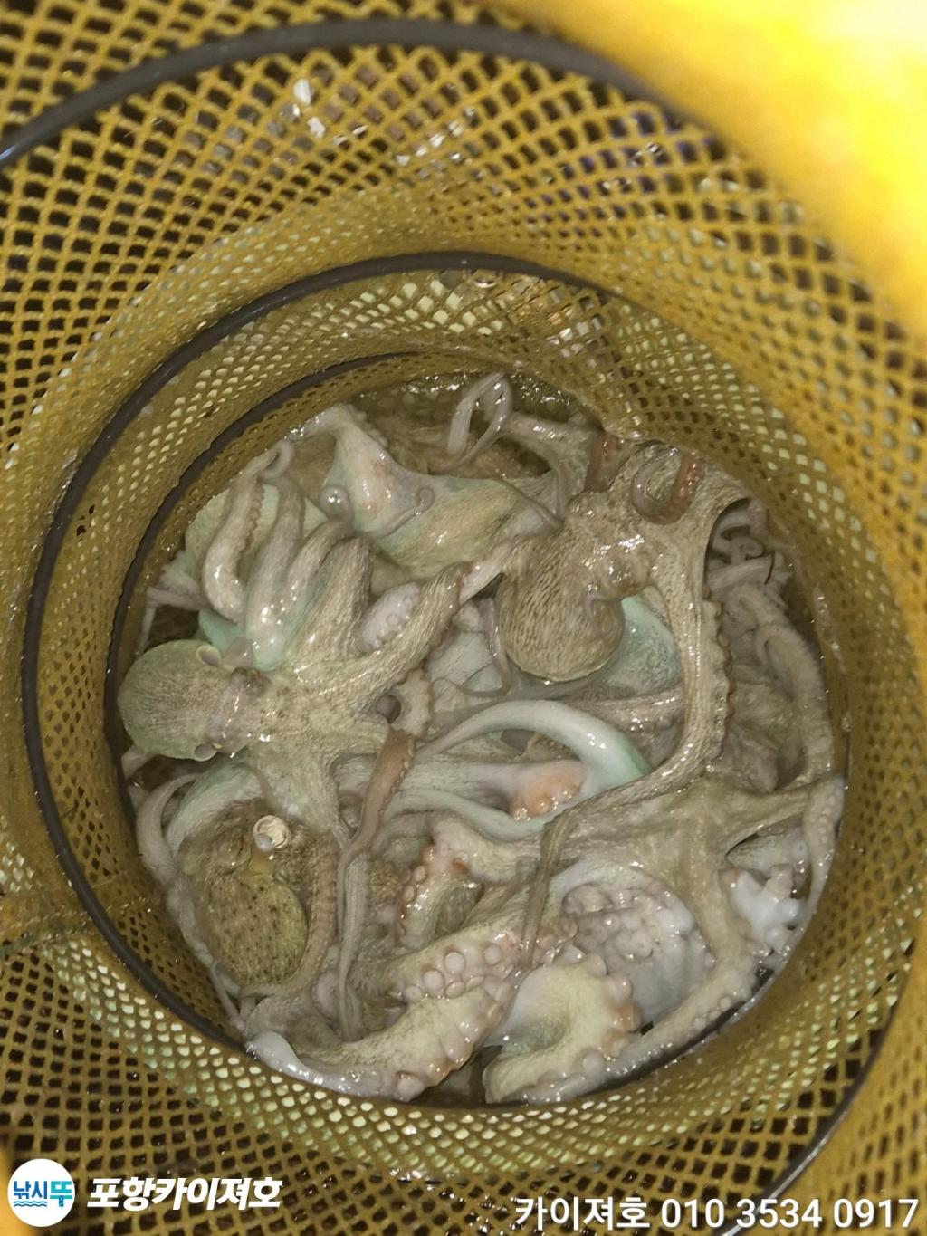 낚시뚜,기타 (직접입력),영일만항,포항카이져호,낚시뚜9