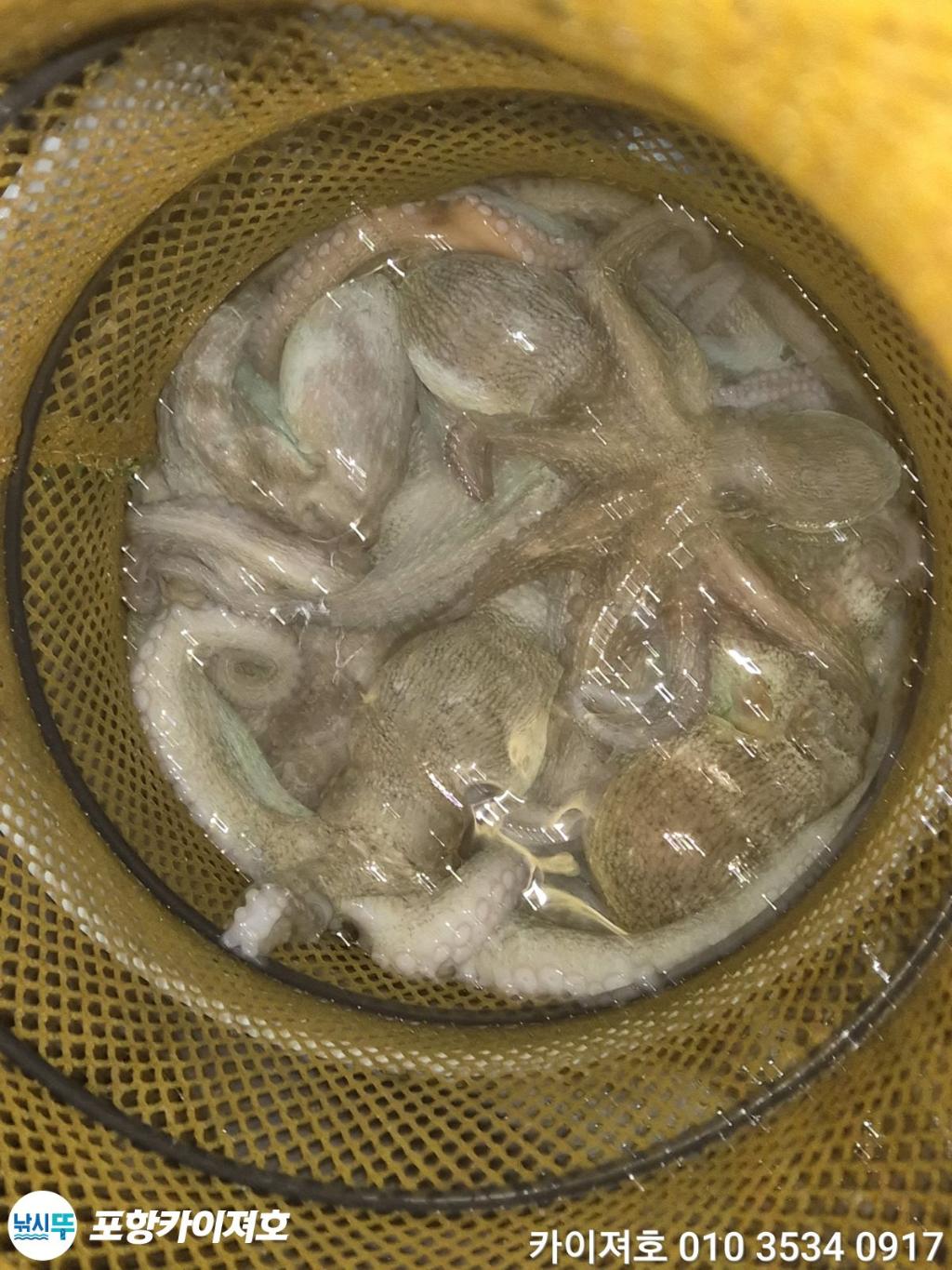 낚시뚜,기타 (직접입력),영일만항,포항카이져호,낚시뚜4