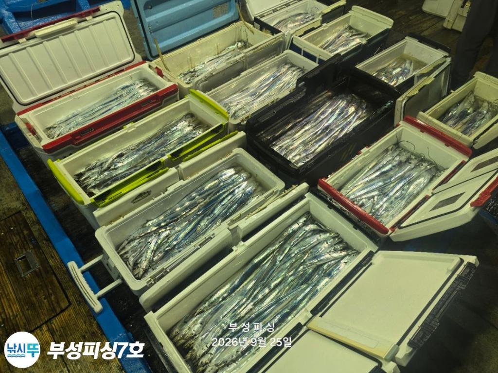 낚시뚜,갈치,통영영운리항,부성피싱7호,낚시뚜26