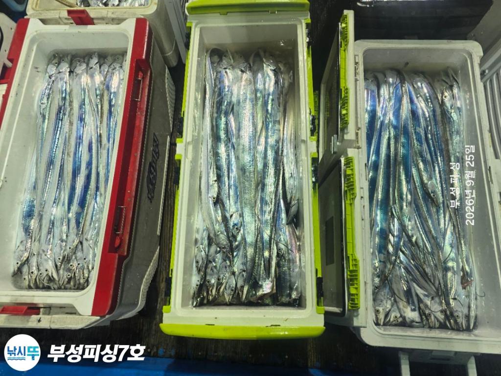 낚시뚜,갈치,통영영운리항,부성피싱7호,낚시뚜28