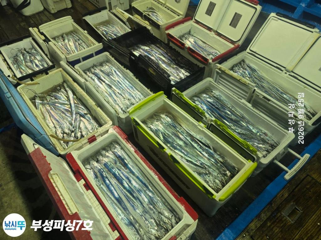 낚시뚜,갈치,통영영운리항,부성피싱7호,낚시뚜24