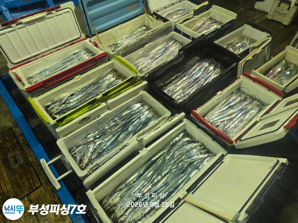 낚시뚜,갈치,통영영운리항,부성피싱7호,낚시뚜25