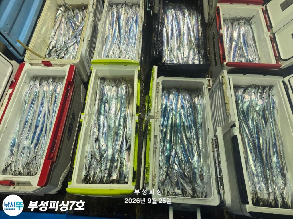낚시뚜,갈치,통영영운리항,부성피싱7호,낚시뚜22