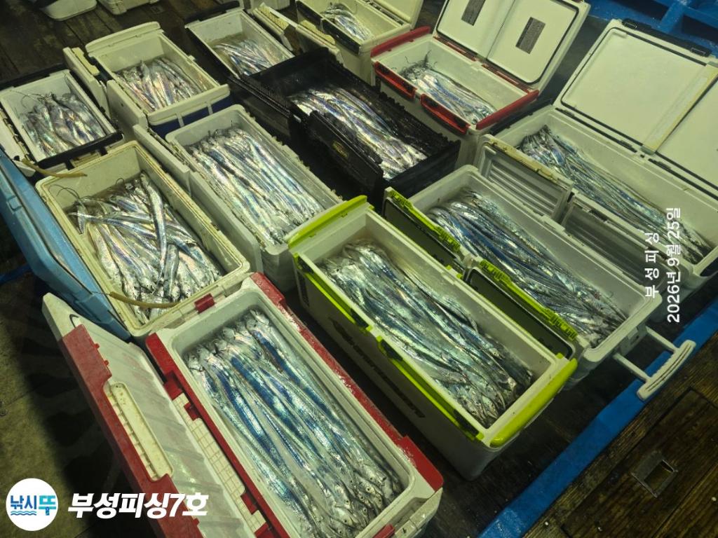 낚시뚜,갈치,통영영운리항,부성피싱7호,낚시뚜23