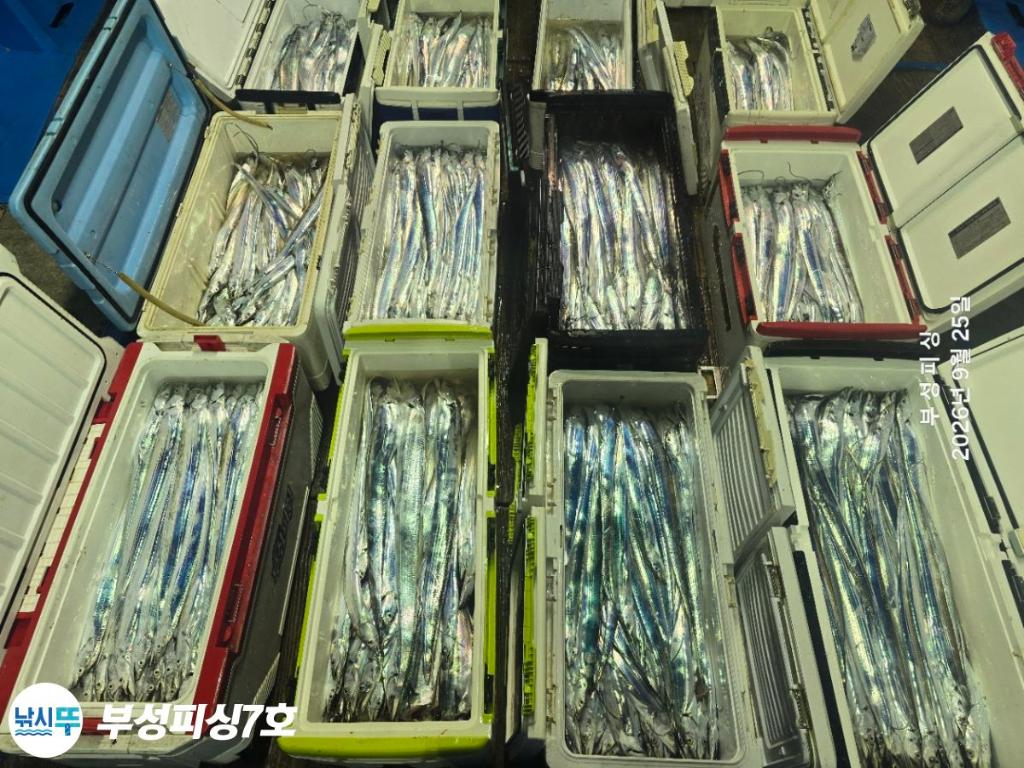 낚시뚜,갈치,통영영운리항,부성피싱7호,낚시뚜21