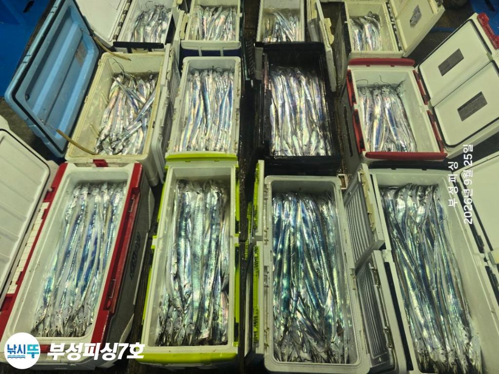 낚시뚜,갈치,통영영운리항,부성피싱7호,낚시뚜20