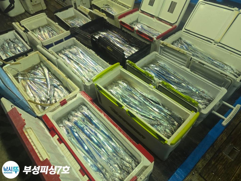 낚시뚜,갈치,통영영운리항,부성피싱7호,낚시뚜2