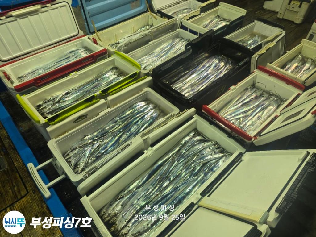 낚시뚜,갈치,통영영운리항,부성피싱7호,낚시뚜1