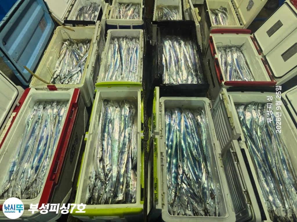 낚시뚜,갈치,통영영운리항,부성피싱7호,낚시뚜0