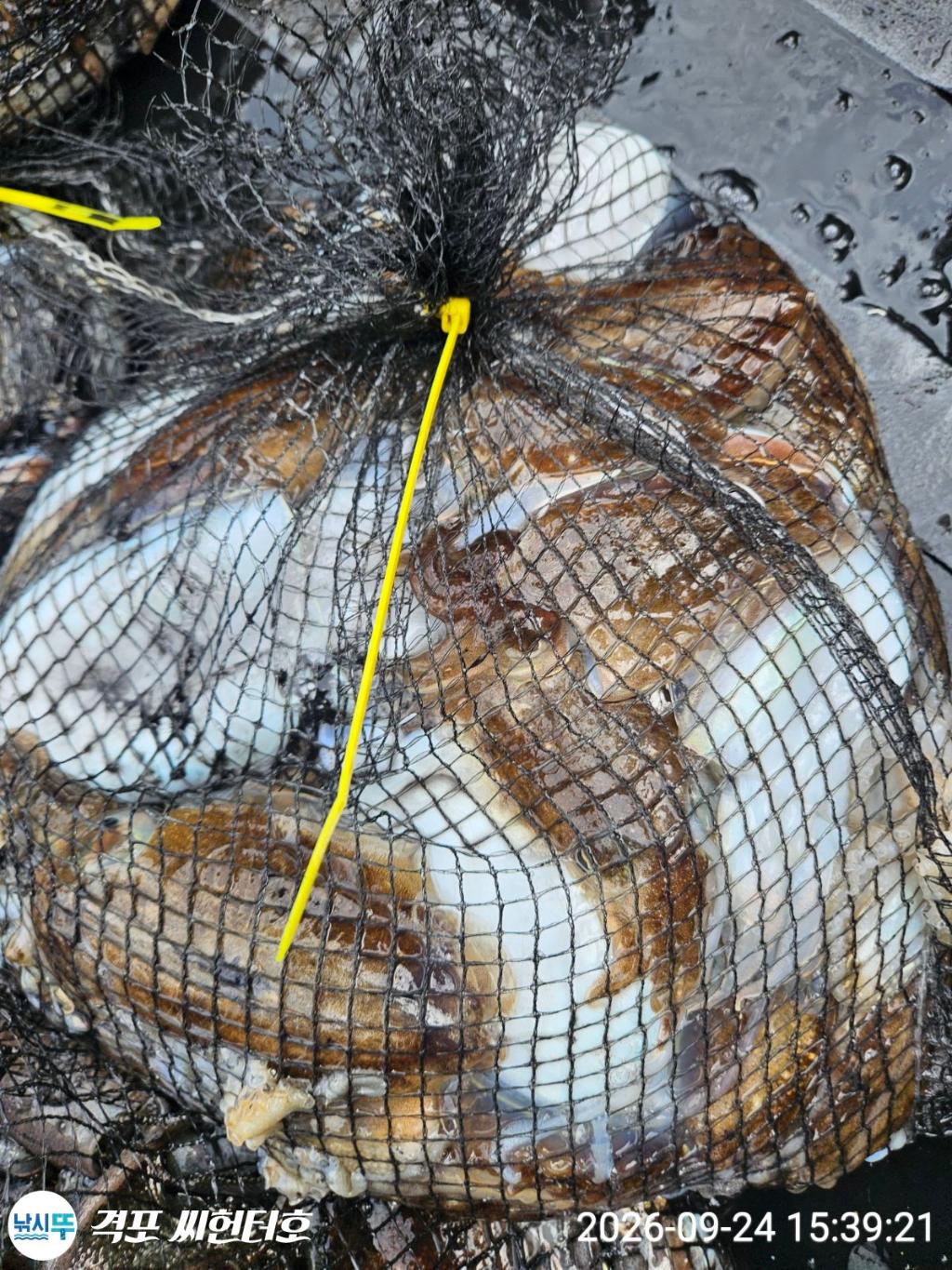 낚시뚜,갑오징어,격포,격포 씨헌터호,낚시뚜9