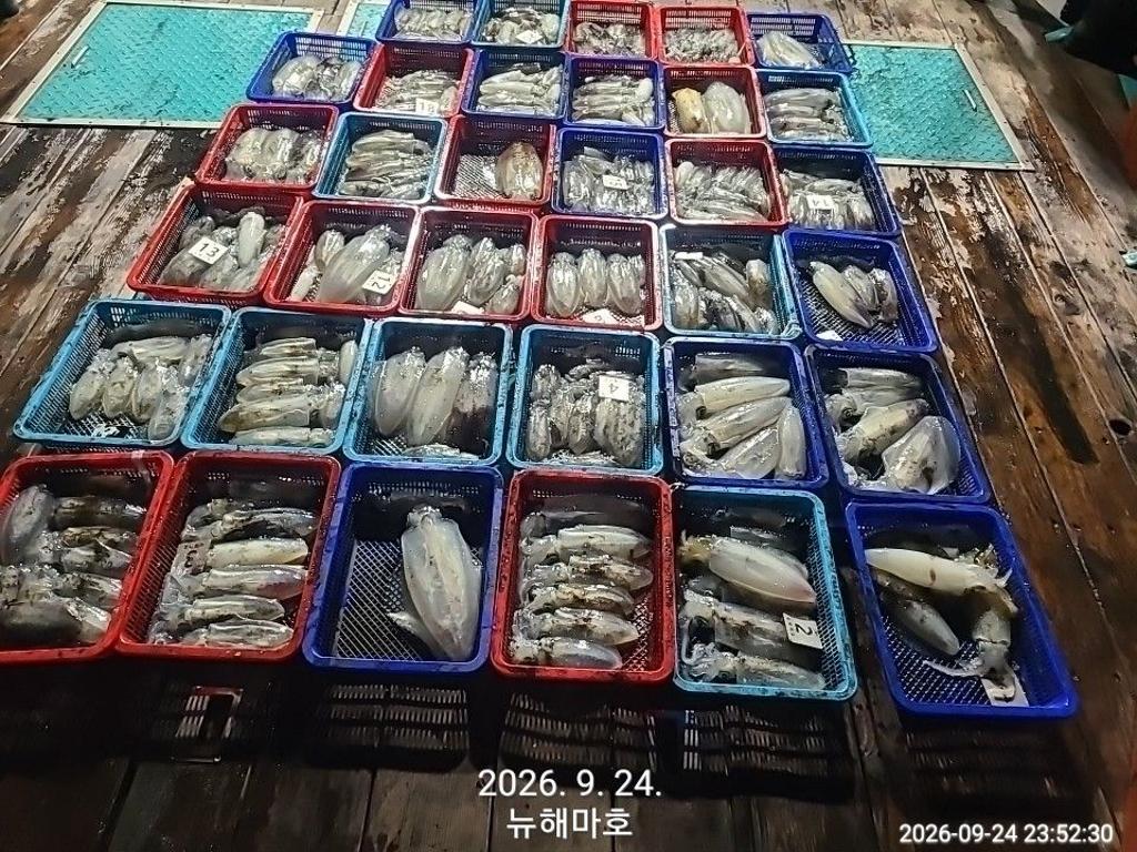 낚시뚜,무늬오징어,영일만항,뉴해마호,낚시뚜2