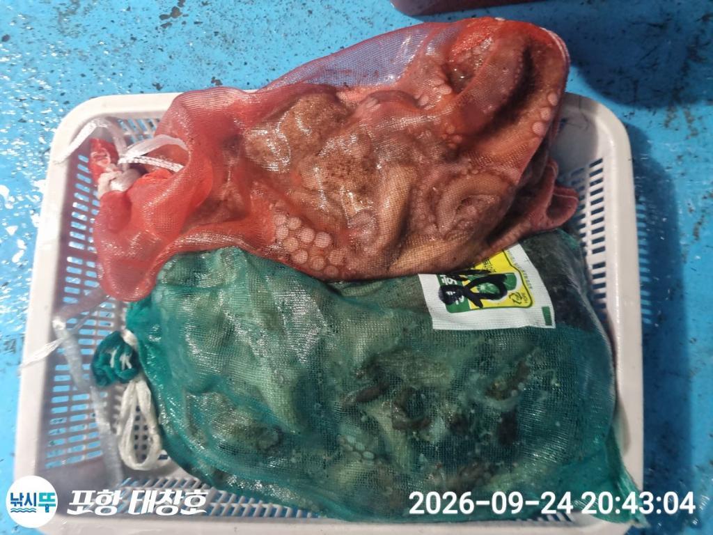 낚시뚜,돌문어,영일만항,포항 태창호,낚시뚜20