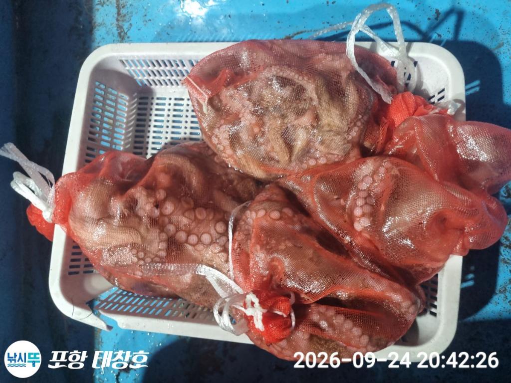 낚시뚜,돌문어,영일만항,포항 태창호,낚시뚜18