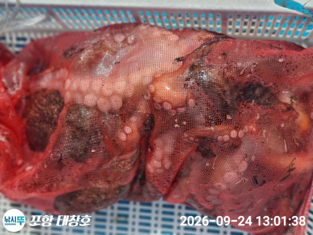 낚시뚜,돌문어,영일만항,포항 태창호,낚시뚜15