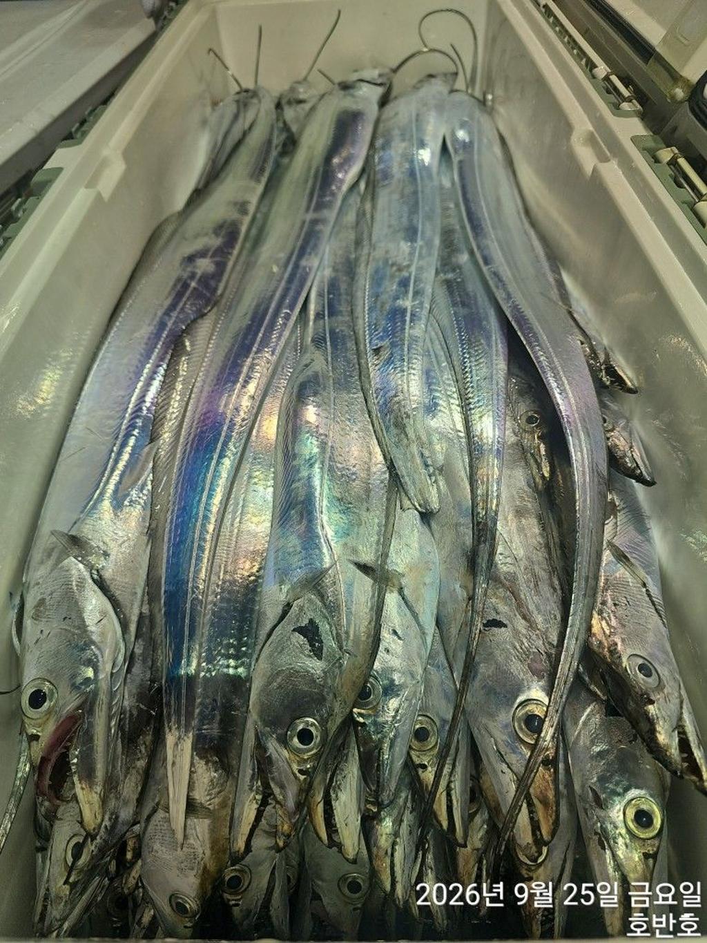 낚시뚜,갈치,통영 신전항,통영호반호,낚시뚜37