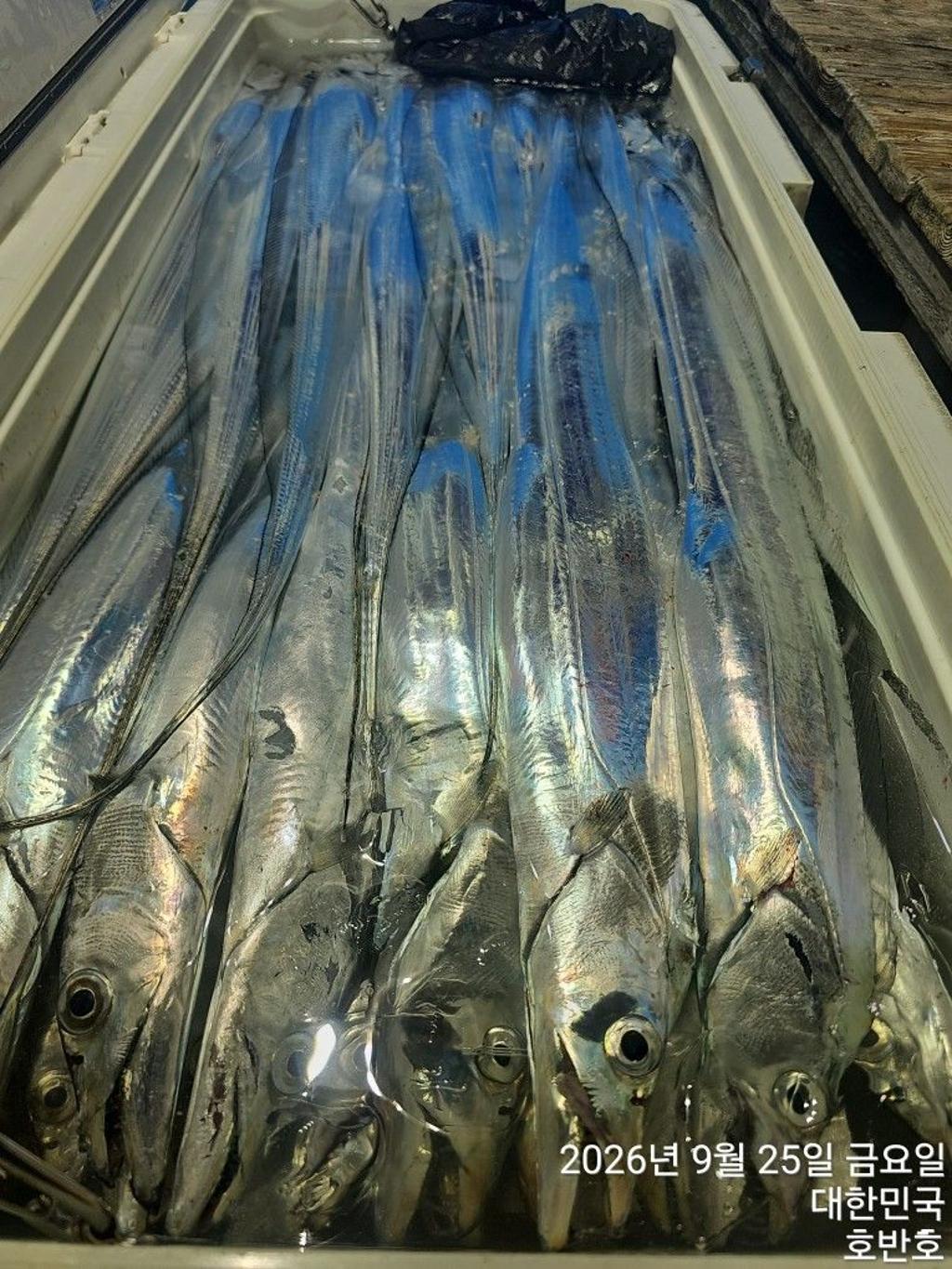 낚시뚜,갈치,통영 신전항,통영호반호,낚시뚜33