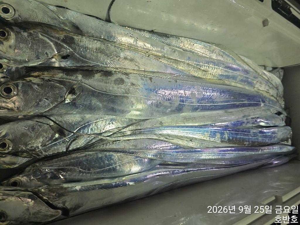 낚시뚜,갈치,통영 신전항,통영호반호,낚시뚜29