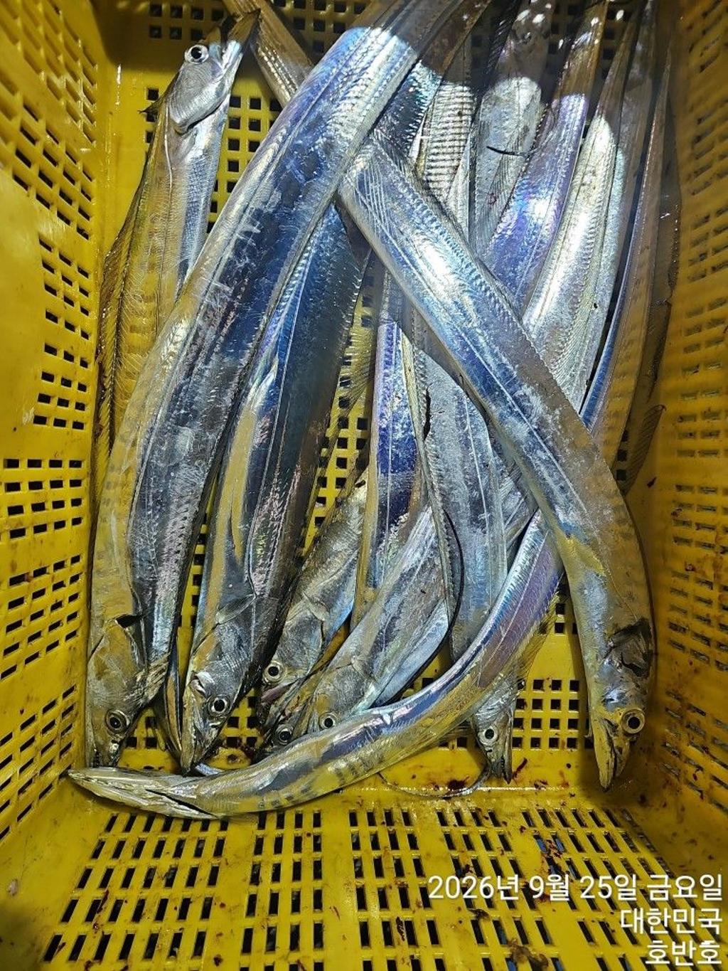 낚시뚜,갈치,통영 신전항,통영호반호,낚시뚜20