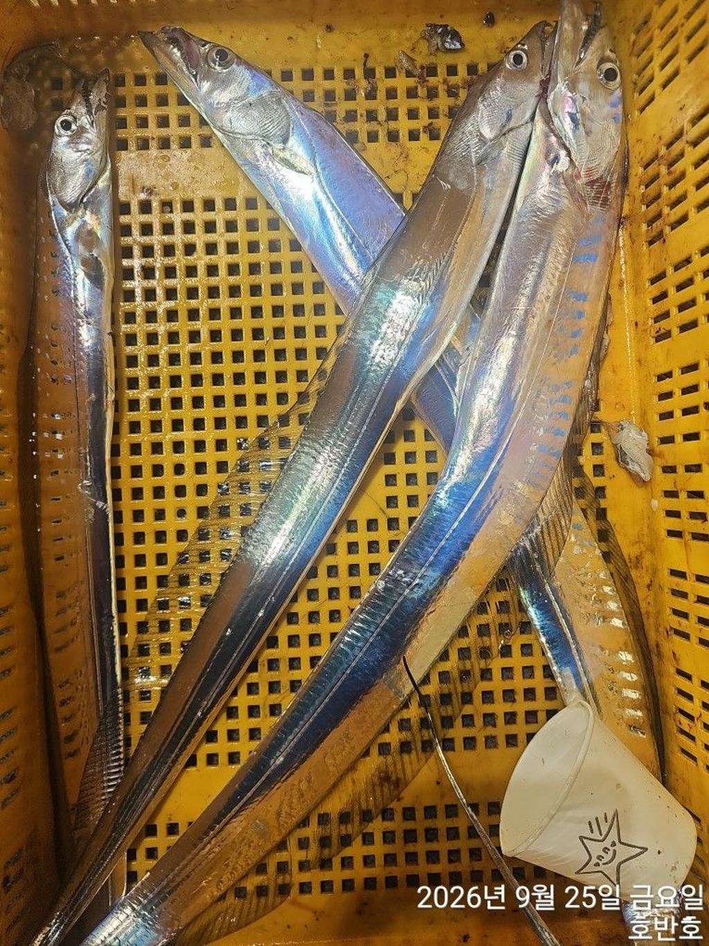 낚시뚜,갈치,통영 신전항,통영호반호,낚시뚜18