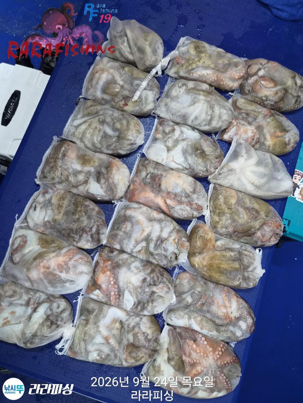 낚시뚜,돌문어,속천항(진해),라라피싱,낚시뚜23