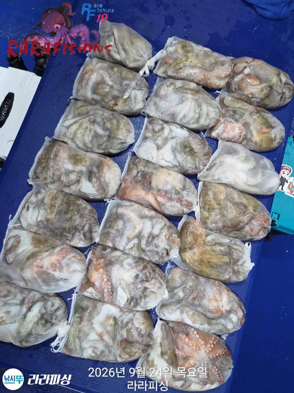 낚시뚜,돌문어,속천항(진해),라라피싱,낚시뚜22