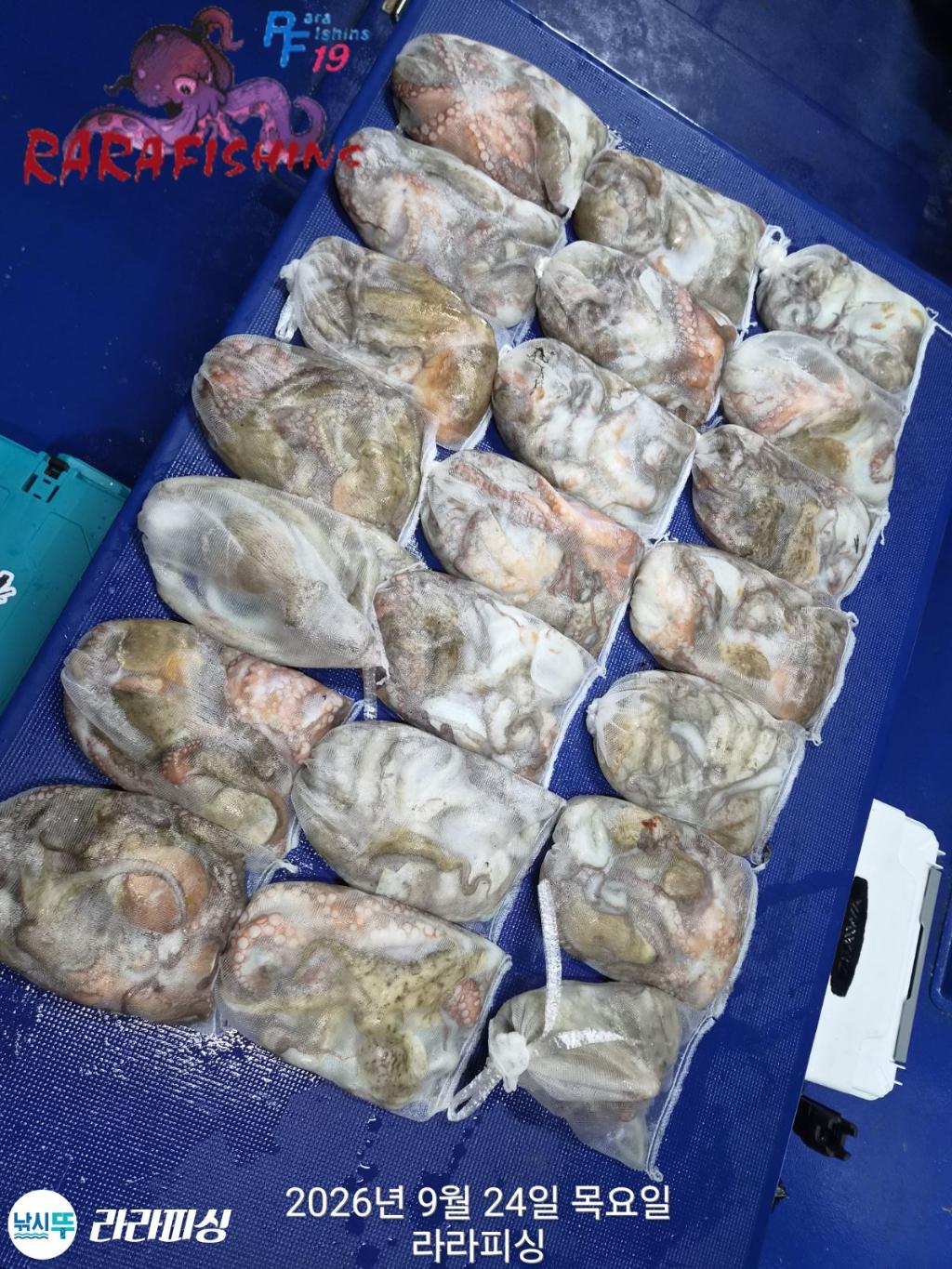 낚시뚜,돌문어,속천항(진해),라라피싱,낚시뚜19