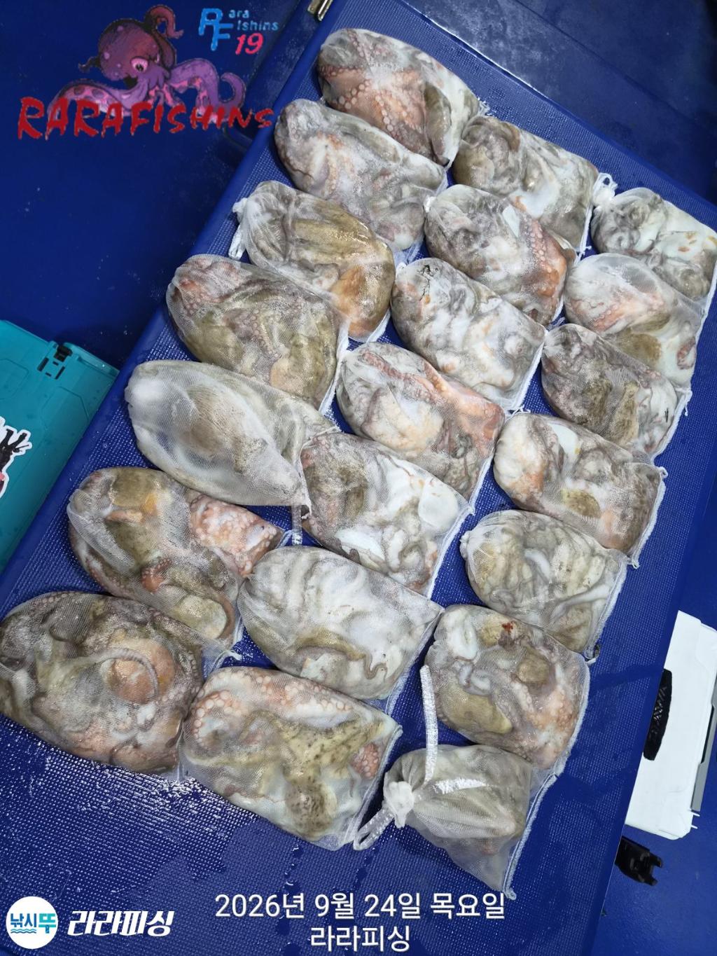 낚시뚜,돌문어,속천항(진해),라라피싱,낚시뚜18