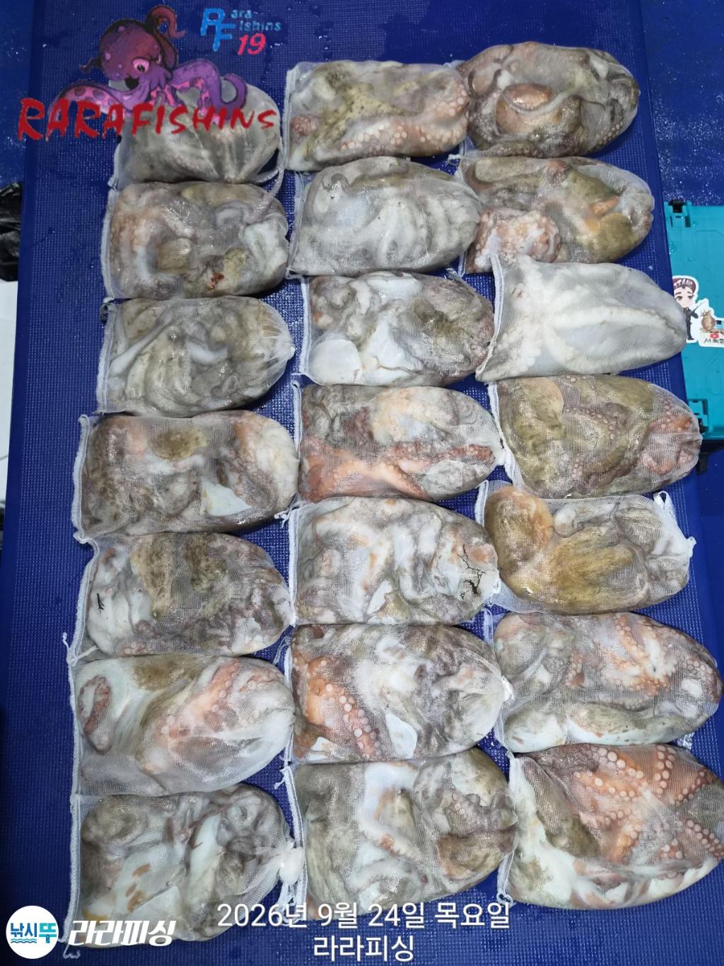 낚시뚜,돌문어,속천항(진해),라라피싱,낚시뚜0