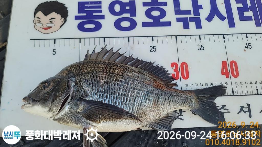낚시뚜,감성돔,돌문어,돌돔,궁항(경남),풍화대박레져,낚시뚜0