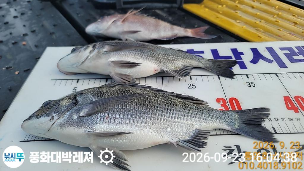 낚시뚜,감성돔,돌문어,돌돔,궁항(경남),풍화대박레져,낚시뚜1
