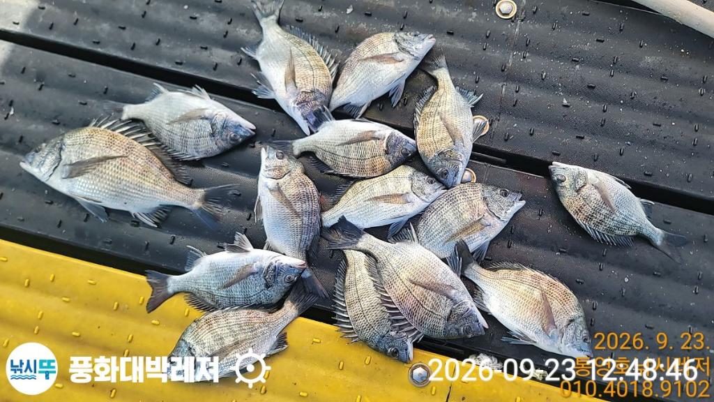 낚시뚜,감성돔,돌문어,돌돔,궁항(경남),풍화대박레져,낚시뚜4