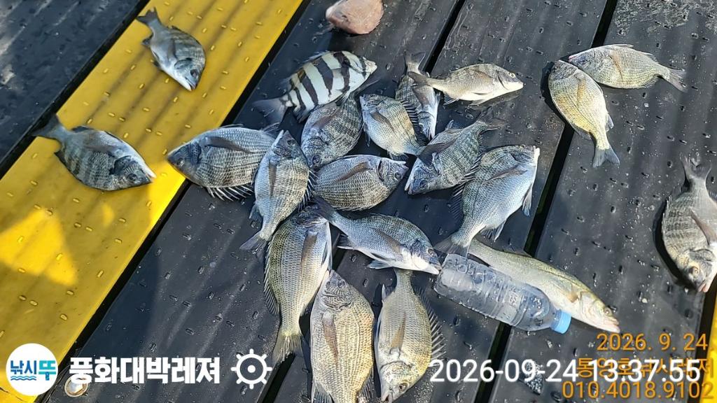 낚시뚜,감성돔,돌문어,돌돔,궁항(경남),풍화대박레져,낚시뚜3