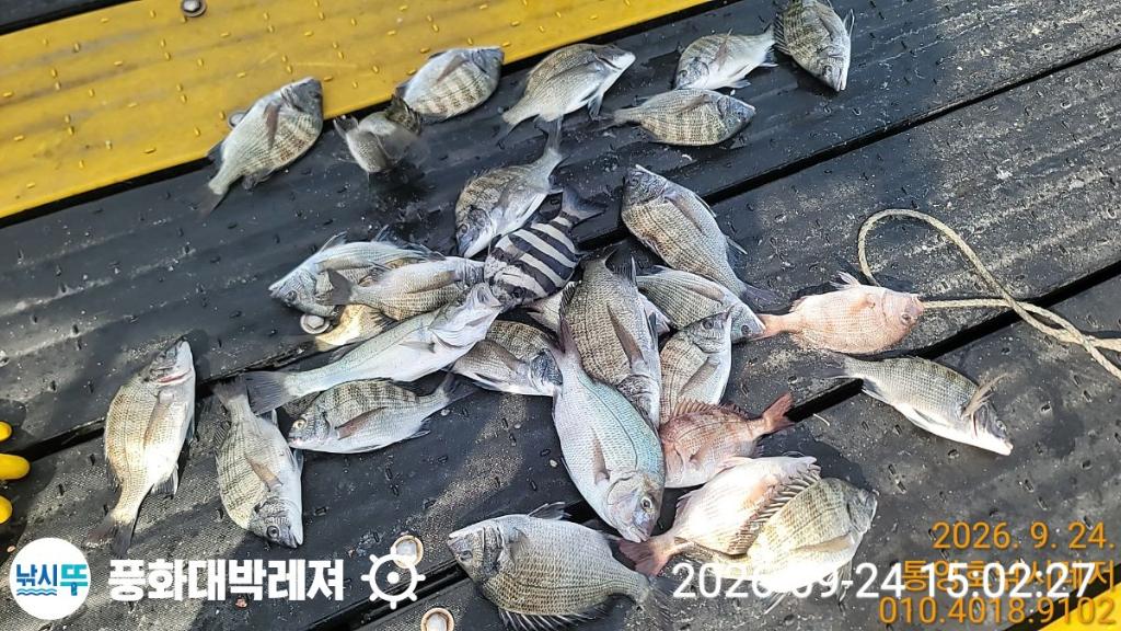 낚시뚜,감성돔,돌문어,돌돔,궁항(경남),풍화대박레져,낚시뚜2