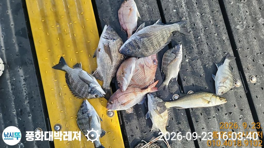 낚시뚜,감성돔,돌문어,돌돔,궁항(경남),풍화대박레져,낚시뚜5